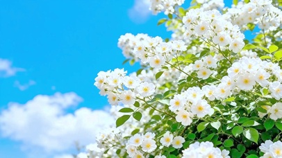 治愈蓝天小白花