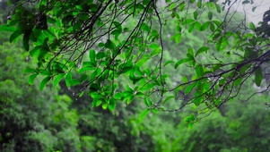 清凉雨中绿树叶