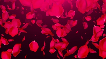 4K 高清 玫瑰花瓣