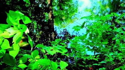 4K护眼湖水绿植