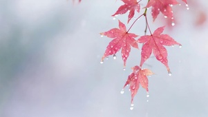 4K 清新治愈 雨打枫叶