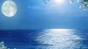 夜景海景树木带鱼屏