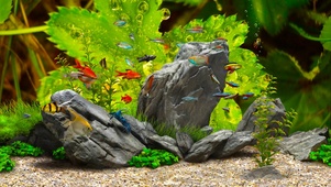 4k水族箱鱼群