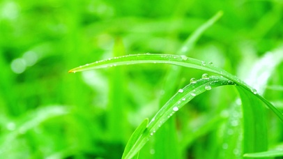 4K唯美护眼露珠