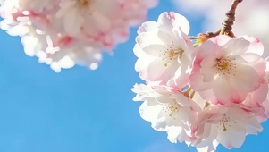 蓝天花景双屏