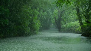雨天绿林河流
