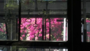 这世界开满了花~