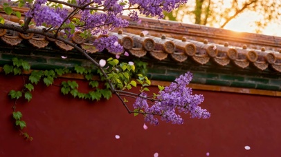 宫墙紫花唯美夕阳风景