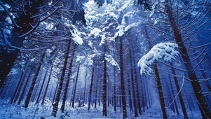 雪天树林