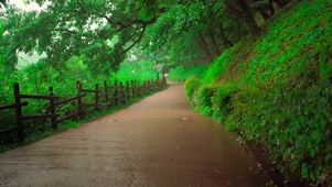 护眼雨天小路
