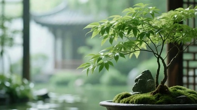 雨天护眼绿景树木