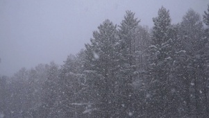 暴雪守护森林
