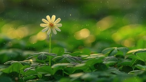 护眼小花朵雨天绿景