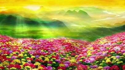 金光灿灿映山红