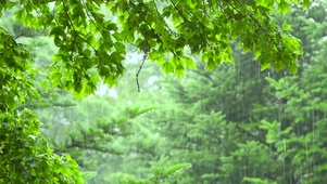 雨中护眼绿叶