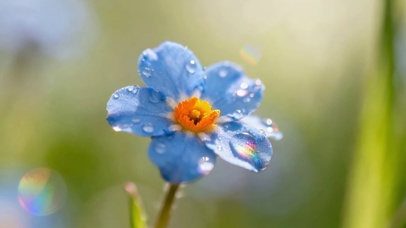 清新带露蓝色小花