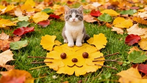 猫咪的秋叶猫脸