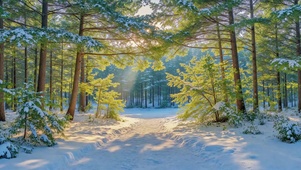 雪后松林晨光小径