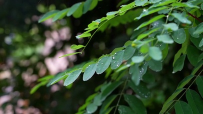 下雨树叶