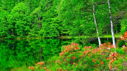 夏日护眼绿林碧湖