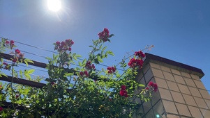 夏天的风