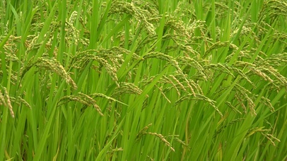 4k护眼稻穗