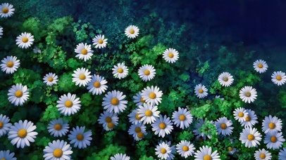 唯美小花朵