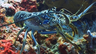 海底缤纷世界高清横版-蓝色龙虾