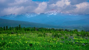 雪山下的花海