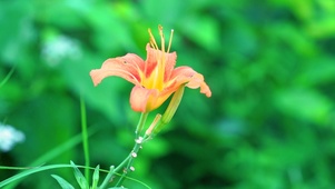 春天的花朵