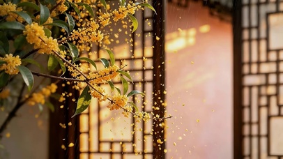 桂花飘落
