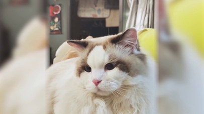 亚瑟点心-咆哮帝