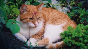 猫咪【点击头像更多萌宠】