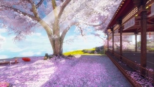 庭院樱花飘落