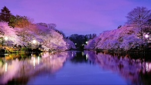 夜晚的樱花湖景