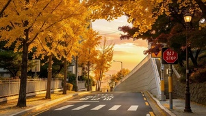秋天的街道