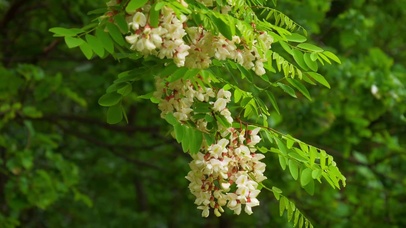 护眼绿树鲜花