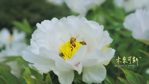 白色花蕊采蜜