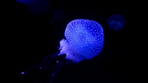 荧光水母水下唯美实拍