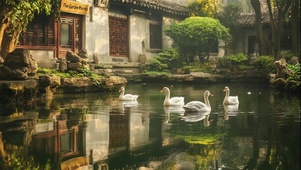 古城水乡夏日可爱鸭子