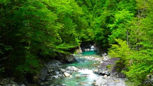 夏日绿林山涧