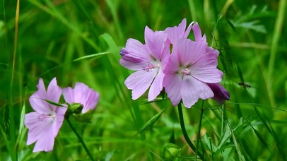 绿色解压护眼·蜜蜂采蜜