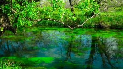夏天护眼绿草流水