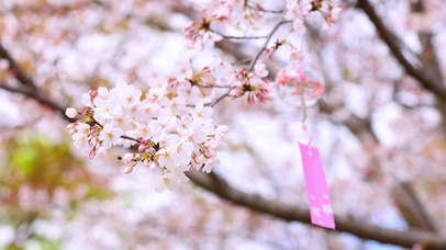 樱花与风铃