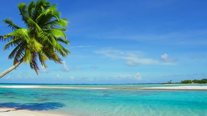 夏威夷椰树海滩