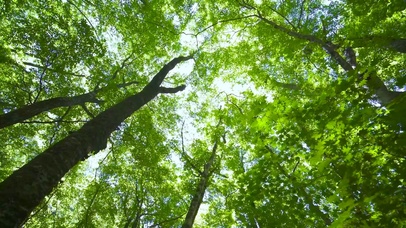 仰望护眼绿树叶