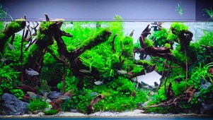 4k水族箱游鱼