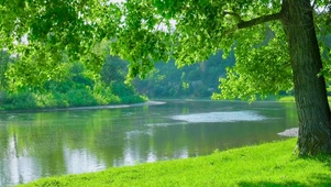 夏日清新绿树河流