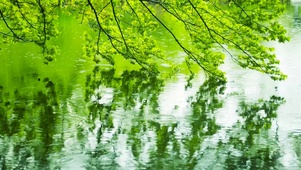 雨天水面绿叶 