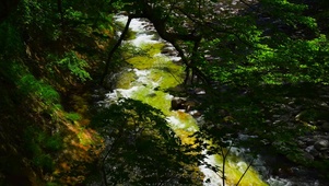 4K绿林清澈山涧流水